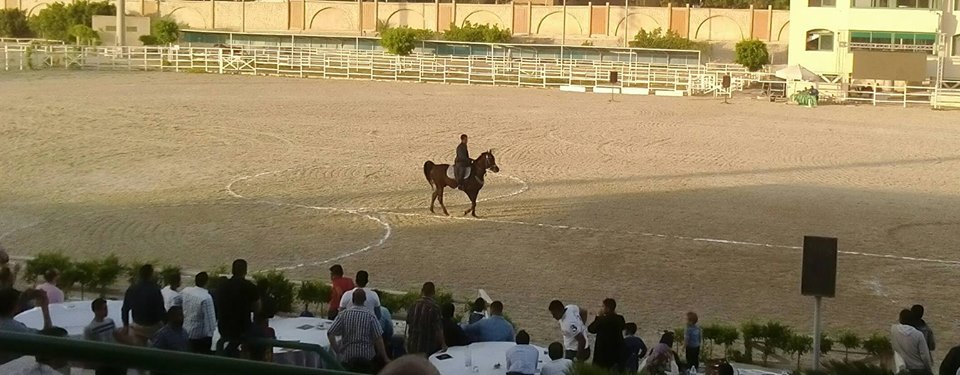 مهرجان الخيول العربية بإستاد القاهرة الرياضي