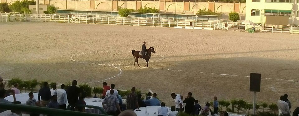 مهرجان الخيول العربية بإستاد القاهرة الرياضي