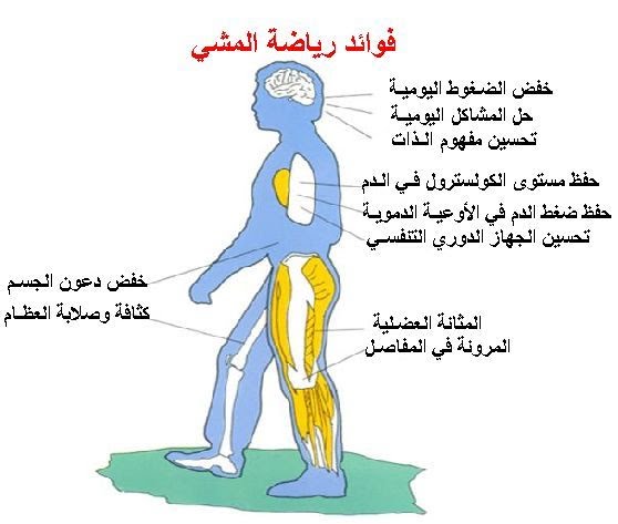 فوائد رياضه المشى اليومى