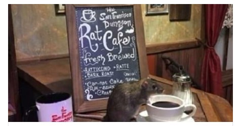 مطعم أمريكي يقدم الطعام لزبائنه بصحبة الفئران 