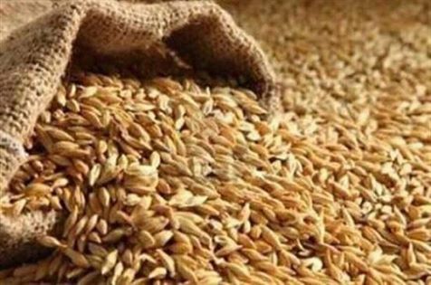 وزارة التموين تشترى 3 ملايين طن قمح محلى من المزارعين 