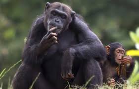 الشمبانزى وطبيعته البشريه