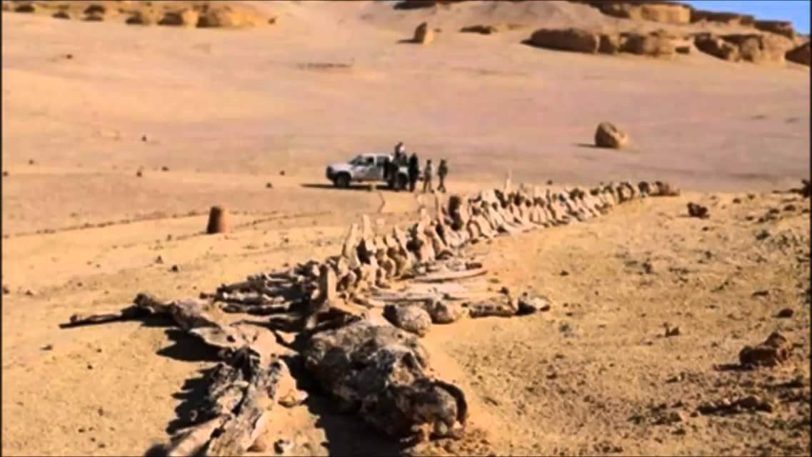 استسلام إرهابي في ولاية تنراست 