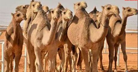 الإفراج عن 2000 رأس من الجمال الحية المستوردة من السودان