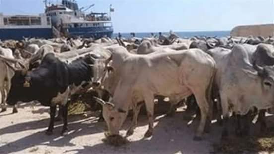 وصول 823 رأس عجول حية لميناء ابو طرطور