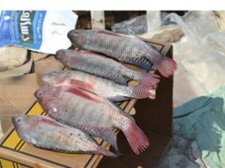 رسمياً ”الزراعة” و ”الفاو” : مصر خالية من مرض بلطي البحيرات ويؤكدان: ما نشر مجرد تقرير بحثي لا يعتد به