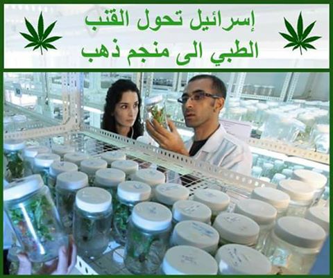 إسرائيل مصدرة عالميا ”القنب الطبي”