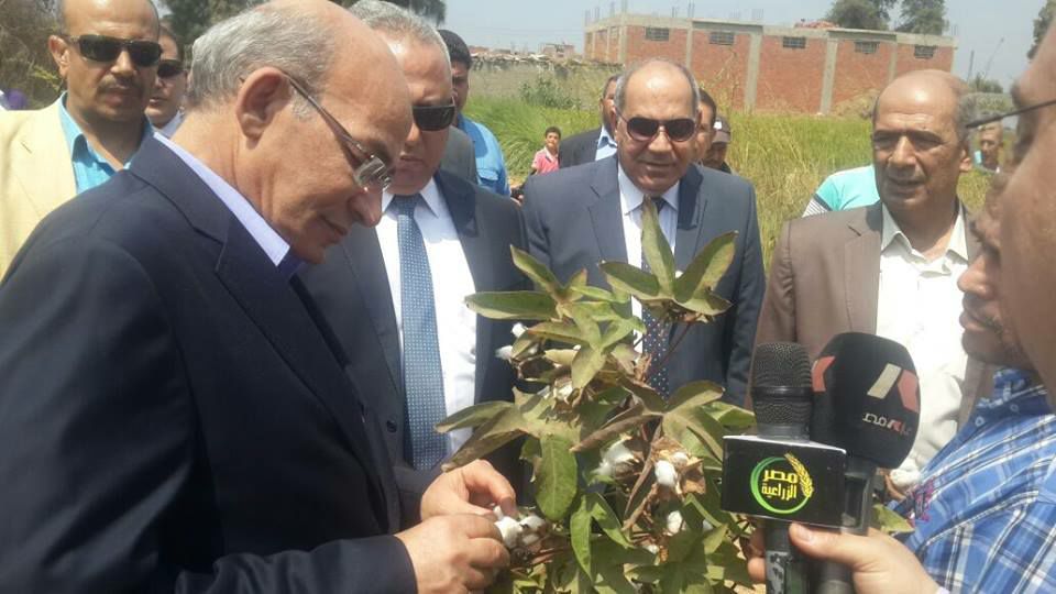 وزير الزراعة من الشرقية يقرر تكريم ومكافأة مزارعي القطن الذين تزيد إنتاجيتهم على ١٠ قنطار للفدان