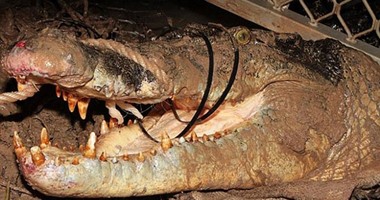 المسطحات المائية بالإسماعيلية تبحث عن تمساح بكورنيش وسط المدينة