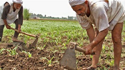 عدالة ومساندة يحيي جهود الفلاح المصري في عيده ويطالب بتفعيل حقيقي للمادة 29