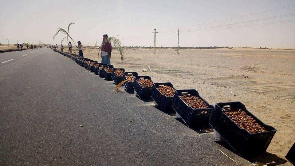 لموسوعة جينيس أطول ”سلسلة تمور” بالعالم ينفذها شباب الوادي الجديد