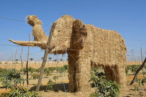 رئيس جهاز البيئة يفتتح مهرجان قش الأرز الأول