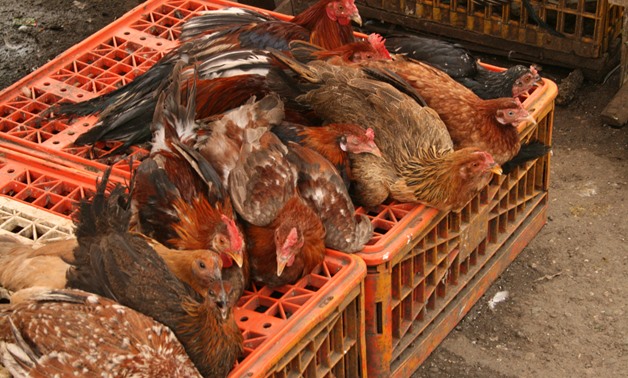 تحطيم اسعار الدواجن في مصر بعد اندلاع انفلونزا الطيور
