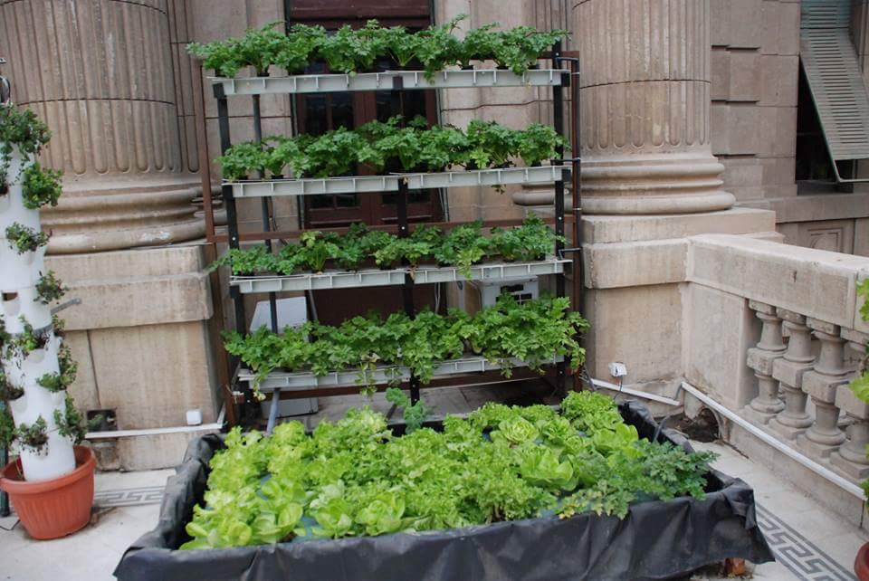 الزراعة تتبني نموذج بيئي مبتكر لزراعة الأسطح بالشرفة الرئيسية بالديوان العام