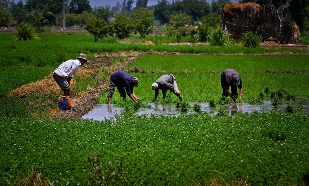 هل سيؤدي تقليل مساحات الأرز المزروعة إلى ترشيد المياه؟