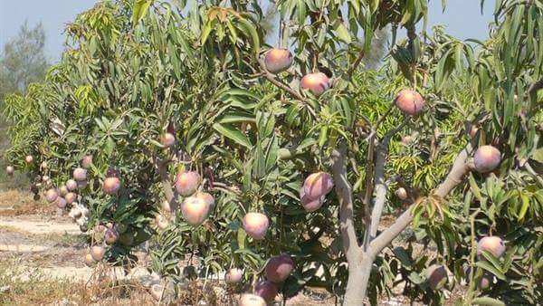 الزراعة: معالجة 63 ألف فدان مانجو من ”العفن الهبابى” بالإسماعيلية والشرقية