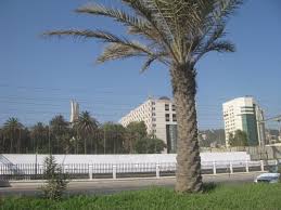 حملة تطوير جديدة لزراعة 2500 نخلة فى مداخل ومخارج وميادين مدينة الشروق