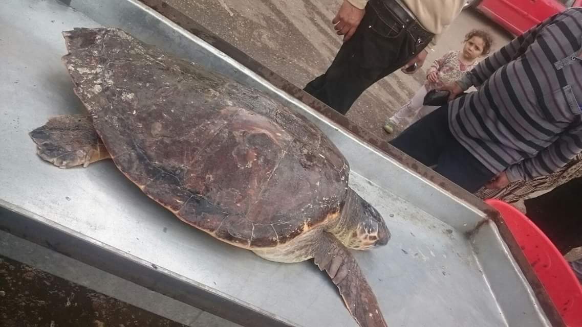البيئة : إعادة 4 سلاحف بحرية مهددة بالانقراض لمياه البحر المتوسط خلال 48 ساعة