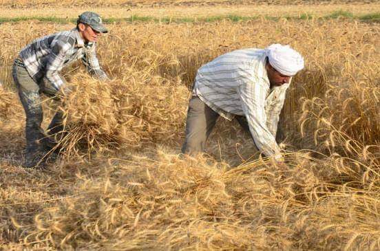 ”الزراعة” ترفع حالة الاستعداد القصوى خلال موسم حصاد وتوريد القمح الأحد المقبل