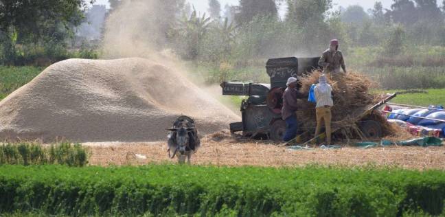 اللجنة العليا للقمح تعلن جاهزية الجهات المسوقة لاستلام كل الكميات المتاحة