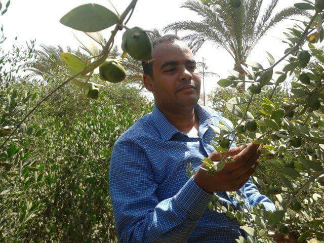 باحث مصري يتمكن من استخلاص مادة سامة من نبات الجوجوبا لمصر مليارات الدولارات