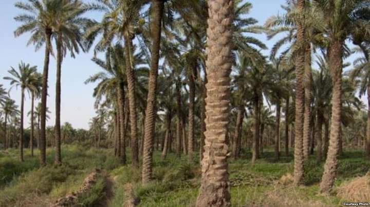 ” الزراعة” تنتهي من معالجة 39 ألف نخلة من سوسة النخيل الحمراء بالمحافظات