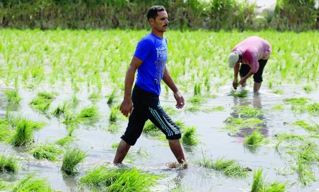 مصر تسمح بزراعة أكثر من 100 فدان من الأرز
