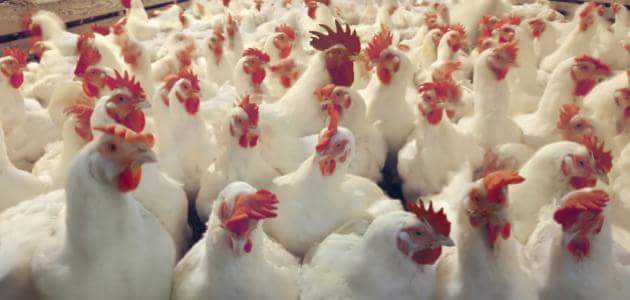 وزير الزراعة: 6 مشروعات جديدة تستهدف  إنتاج  100 مليون دجاجة في العام