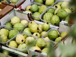 عاجل| ”الزراعة” تعلن رفع الحظر البحريني على الجوافة المصرية الطازجة