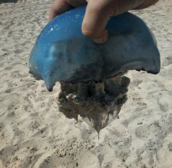 إستعدادات وزارة البيئة لمتابعة قناديل البحر لعام 2018