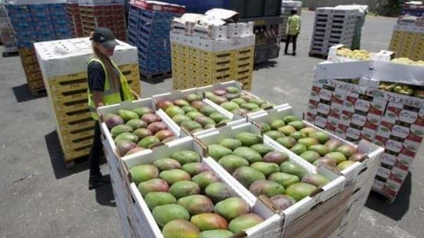 الزراعة: إرتفاع الصادرات الزراعية لـ 3.1 مليون طن حتى الآن