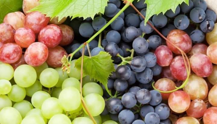 الزراعة - تعلن فتح سوقين جديدتين للعنب والموالح المصرية في اوروجواي