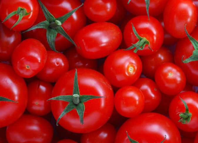 الزراعة : تؤكد صحة شكاوى مزارعي الطماطم من هجين (023F1) وتوصي بوقف استيراده واعاده تقييمه