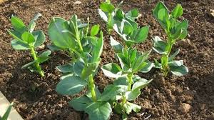 نقيب الفلاحين يوضح أسباب ارتفاع سعر طن الفول