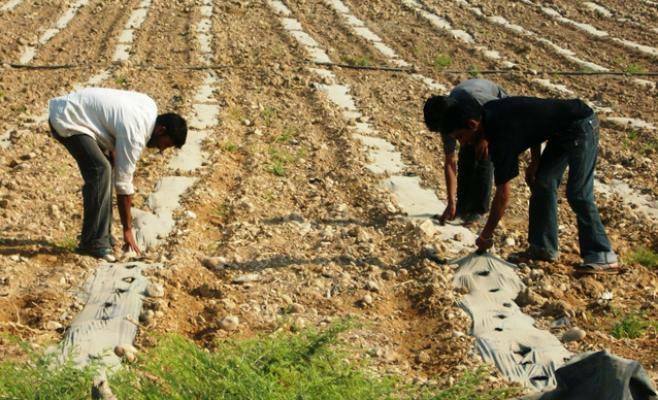 مزارعو الوادى الفارغ غاضبون من تحديد سعر 62 ألف جنيه للفدان