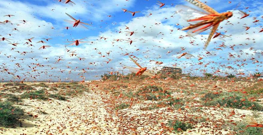 وزارة الزراعة تؤكد انها تعقبت الجراد وقضت عليه في مصر