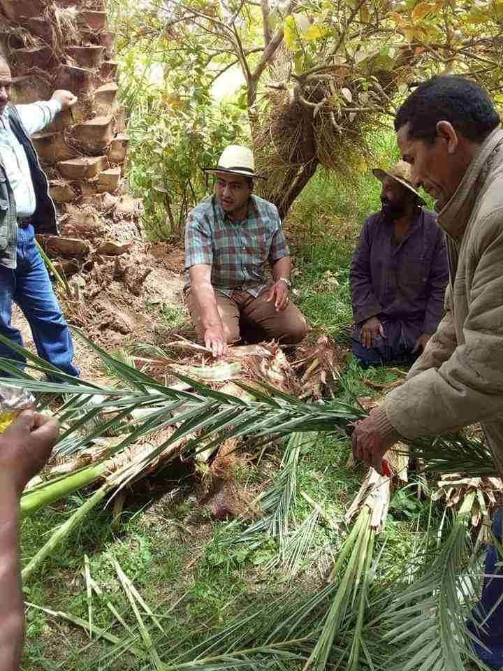 معمل بحوث النخيل ينظم ندوات حقلية بالوادي الجديد