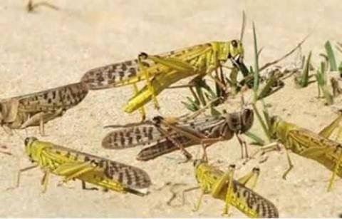 الزراعة تواصل مكافحة الجراد الصحراوي في محافظة أسوان وعلى الحدود السودانية