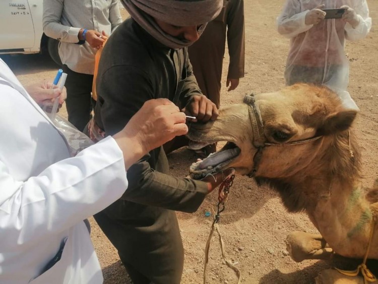 الزراعة :القافلة البيطرية المجانية تفحص الهجن بمضمار شرم الشيخ الدولي