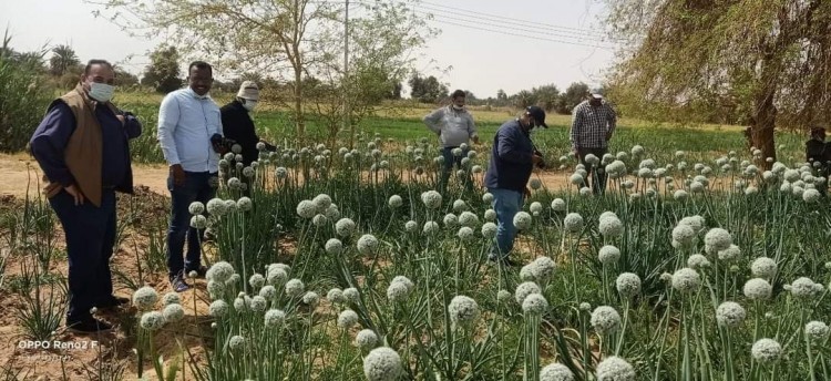 بحوث الصحراء والفاو ينظمان ورش عمل مجتمعية للممارسات الزراعية السليمة بواحة الخارجة