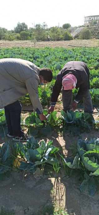 الزراعة: مركز بحوث الصحراء يزرع 10 ألاف شتلة لوز ومورنجا لتوزيعها مجانا على مزارعي شمال سيناء