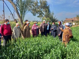 الزراعة تتابع محصول القمح في محافظة البحيرة