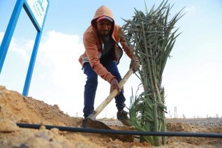 إطلاق مبادرة نخيل الخير بوادي النطرون لزراعة ٤ الاف نخلة