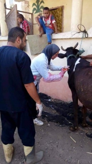 شكري يعلن استمرار حملة تحصين المواشي ضد مرض الحمى القلاعية في فارسكور