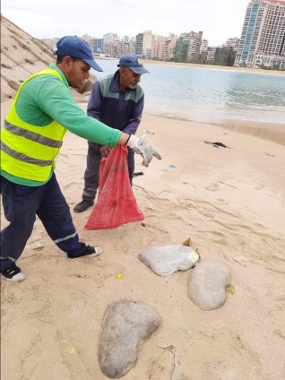 وزيرة البيئة: انتهاء إجراءات الدفن الآمن لعبوات اللحوم الفاسدة الموجودة بشواطئ الإسكندرية