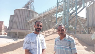 موسم مبشر للقمح المحلي بمطاحن أسوان